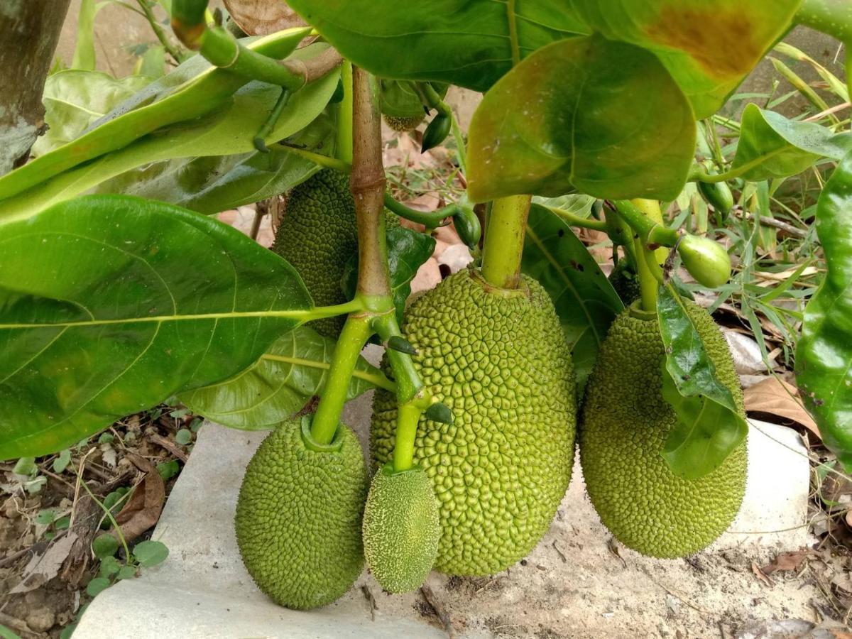 Ban Chang Klang Na Nong ap Chang Экстерьер фото